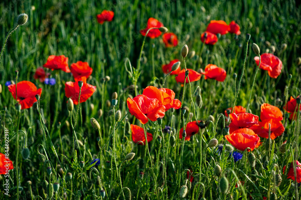 Red flowers, likely poppies, amidst dense foliage. Red flowers, likely poppies, amidst dense foliage.