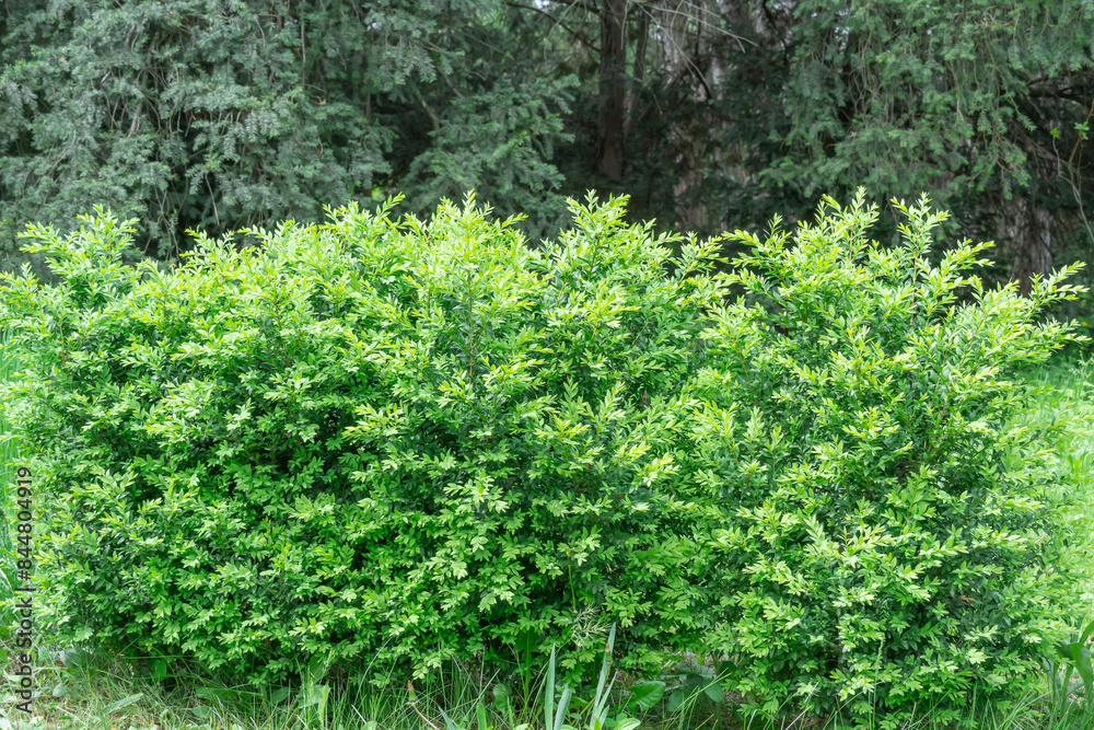 Shoots of green bush hedge prinsepia in garden. Deciduous shrub prinsepia sinensis uniflora with thin branches. Leafs plane seed or prickly cherry family rosaceae. Used in horticulture for landscaping Shoots of green bush hedge prinsepia in garden. Deciduous shrub prinsepia sinensis uniflora with thin branches. Leafs plane seed or prickly cherry family rosaceae. Used in horticulture for landscaping