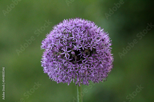 Ornamental onion or Allium herbaceous geophyte perennial bulbous herb monocotyledonous flowering plant with single flower that forms an umbel at the top of a leafless stalk in shape of round flower  photo