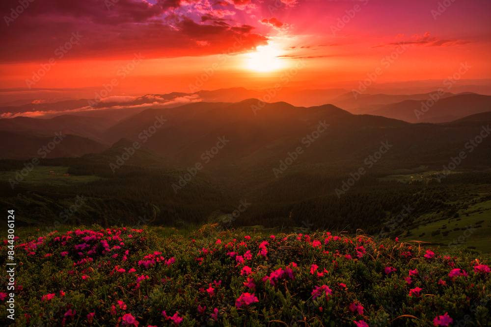 blooming pink rhododendrons flowers, amazing panoramic nature scenery, Carpathian mountains, Romania, Marmarosy range blooming pink rhododendrons flowers, amazing panoramic nature scenery, Carpathian mountains, Romania, Marmarosy range
