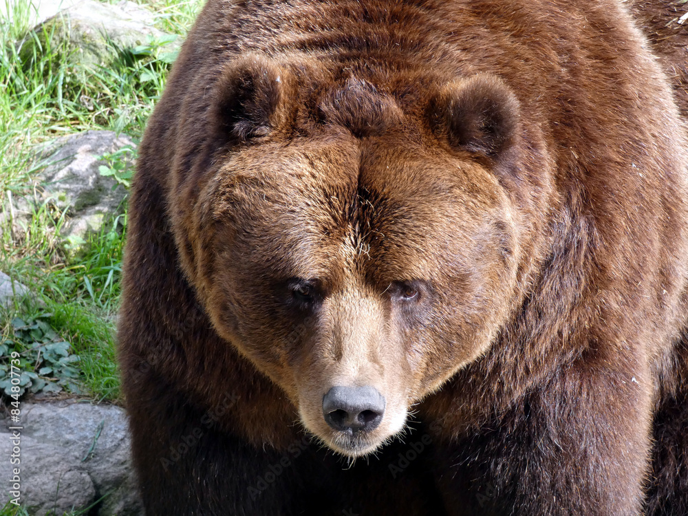 A brown bear in the Guestrow Nature and Environmental Park (Germany) A brown bear in the Guestrow Nature and Environmental Park (Germany)