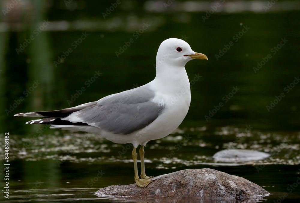 Obraz na plátne Common gull