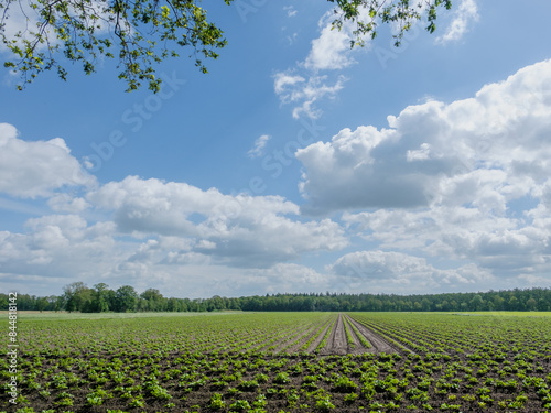 Duurswouderheide, Bakkeveen, Friesland photo