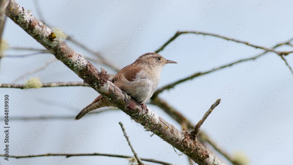 Marsh Wren (Cistothorus palustris) singing its song and rousing its feathers in a swamp in the Pacific Northwest. Captured at 60 frames per second and played back in slow motion with slowed audio. Marsh Wren (Cistothorus palustris) singing its song and rousing its feathers in a swamp in the Pacific Northwest. Captured at 60 frames per second and played back in slow motion with slowed audio.