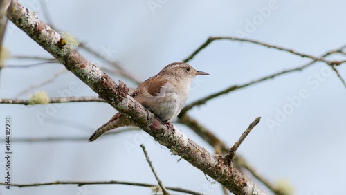 Marsh Wren (Cistothorus palustris) singing its song and rousing its feathers in a swamp in the Pacific Northwest. Captured at 60 frames per second and played back in slow motion with slowed audio.