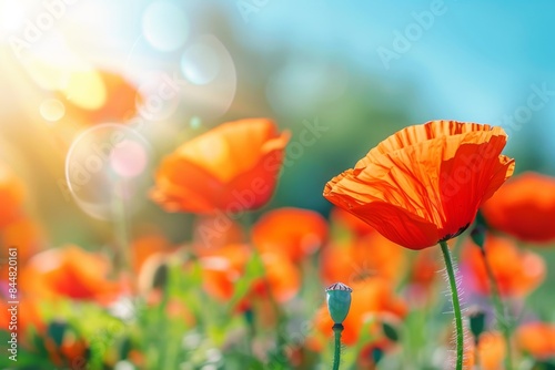 A Field of Vibrant Red Poppies Blooming in the Summer Sun background 