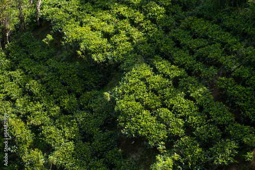 Tea leaves on bush in tea plantation. Close-up Tea with Mountains on Background