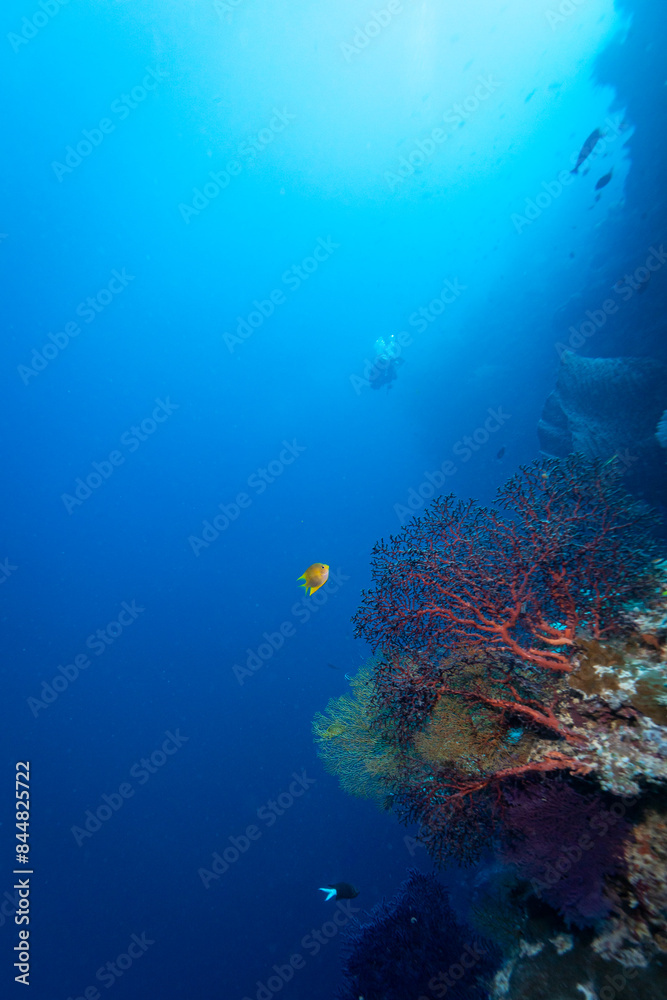 Obraz premium Healthy coral reef landscape with various hard corals