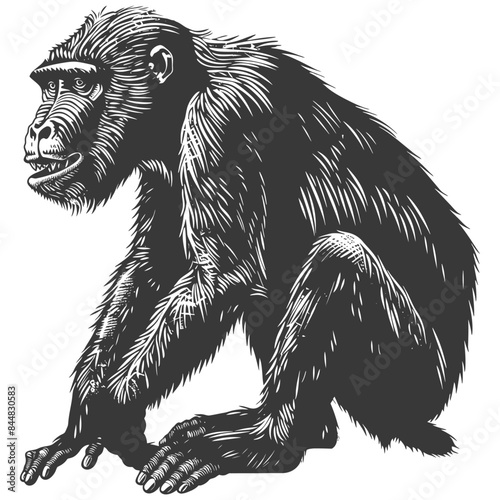Etched Chimpanzee: Seated primate with detailed fur, graphic illustration in black and white.