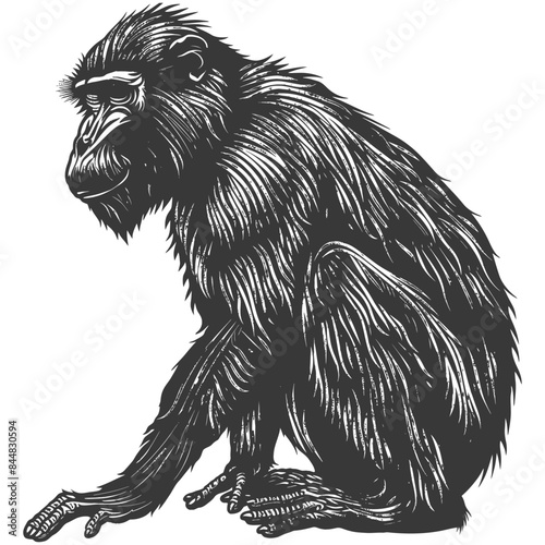 Etched Chimpanzee: Engraved primate in seated posture with textural fur details.