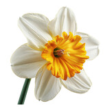A white narcissus flower, also known as a daffodil, in full bloom with its petals isolated on a white background