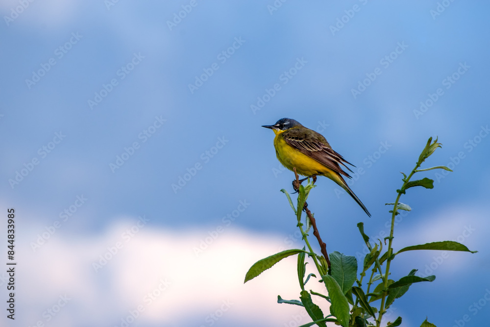 Colorful Bird gracefully perched on a lush green plant set against a vibrant blue sky Colorful Bird gracefully perched on a lush green plant set against a vibrant blue sky