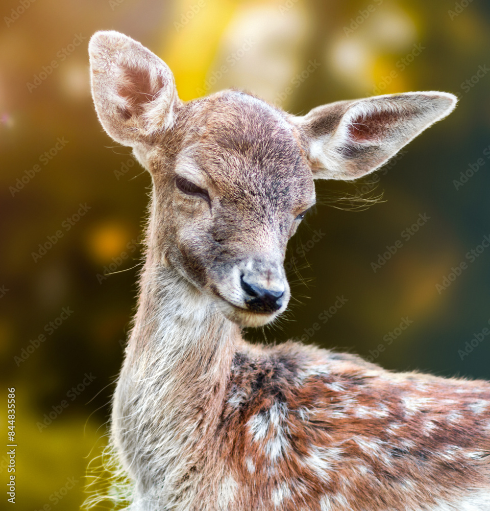 Fototapeta premium Close up portrait of a young deer fawn with spotted fur and large ears outdoor setting with a soft-focus bokeh background in natural habitat