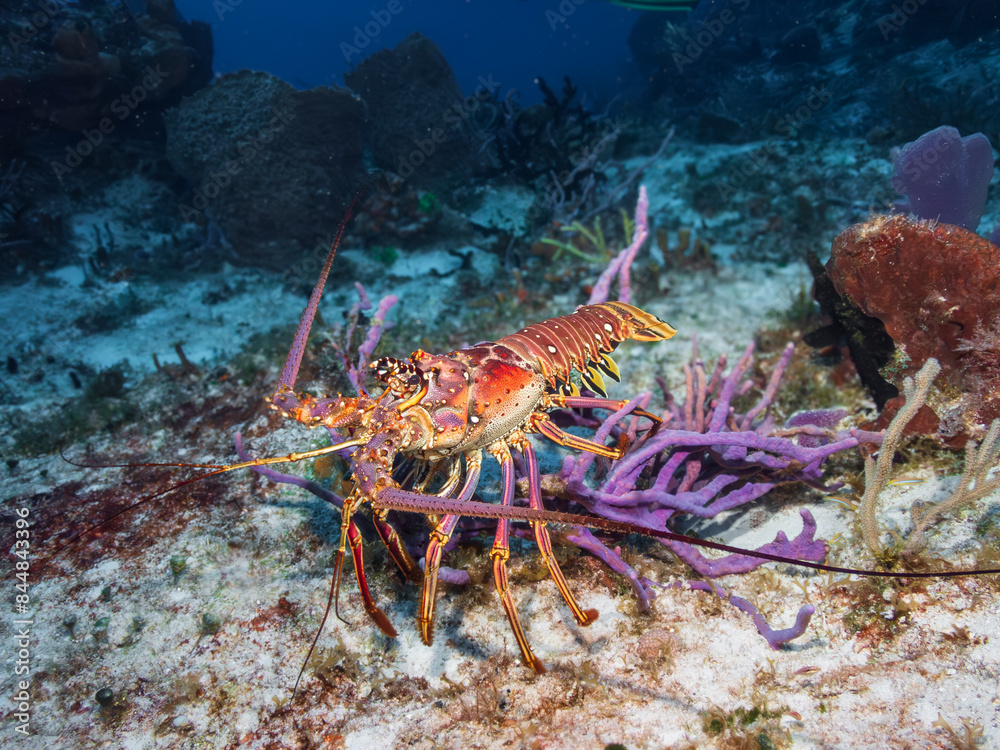 Caribbean spiny lobster (Panulirus argus) on a sandy bottom in Cozumel, Mexico. Underwater photography and travel. Caribbean spiny lobster (Panulirus argus) on a sandy bottom in Cozumel, Mexico. Underwater photography and travel.