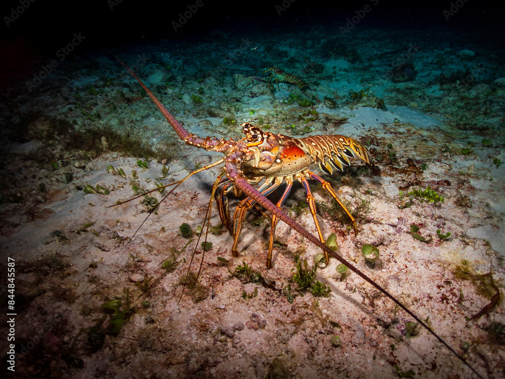 Caribbean spiny lobster (Panulirus argus) on a sandy bottom in Cozumel, Mexico. Underwater photography and travel. Caribbean spiny lobster (Panulirus argus) on a sandy bottom in Cozumel, Mexico. Underwater photography and travel.
