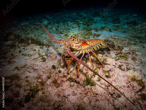 Caribbean spiny lobster (Panulirus argus) on a sandy bottom in Cozumel, Mexico.  Underwater photography and travel.