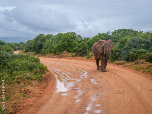 éléphant en balade dans la réserve naturelle d'Addo en Afrique du Sud photo