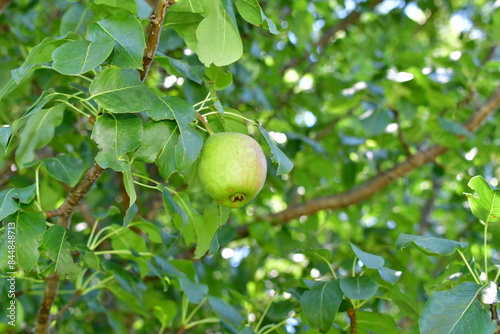 Ripe Apple in a Tree