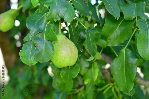 Green Apple