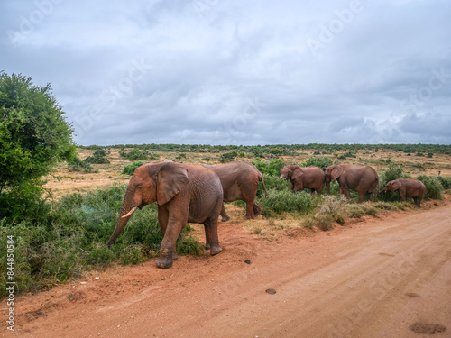 éléphant en balade dans la réserve naturelle d'Addo en Afrique du Sud photo