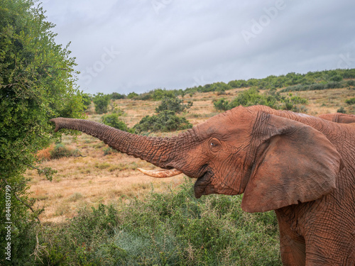 éléphant en balade dans la réserve naturelle d'Addo en Afrique du Sud photo