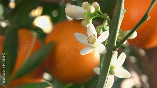 The white orange fragrant flower is blooming on the branch of the green citrus tree . High quality 4k footage