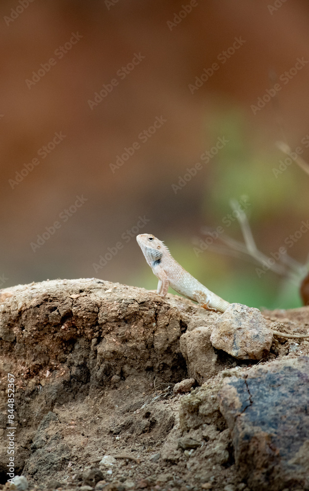 Oriental Garden lizard walking - portrait mode Oriental Garden lizard walking - portrait mode