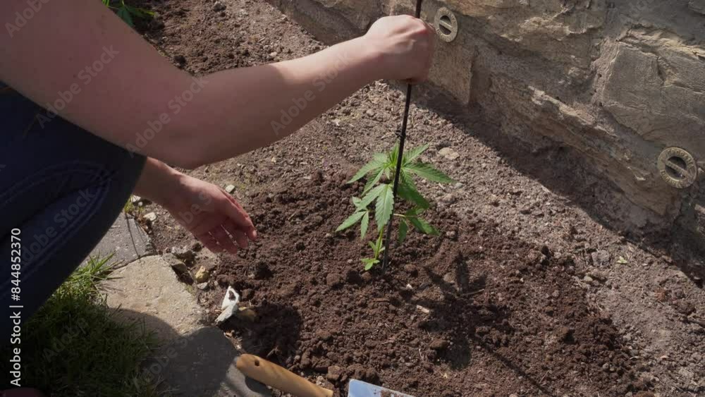Frau bindet Cannabis Pflanze an Stock fest damit sie nicht weg weht