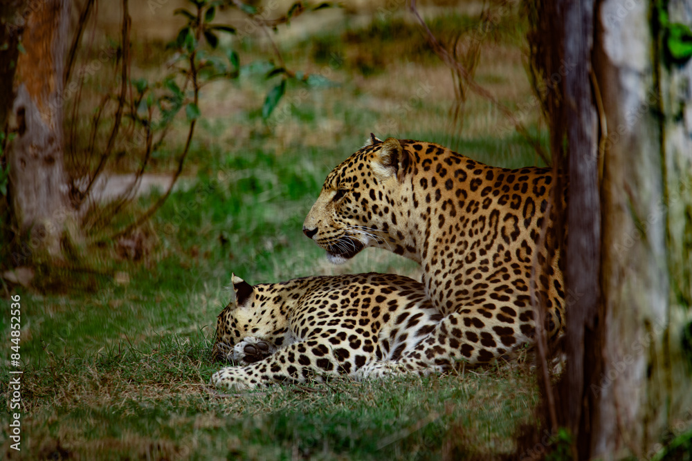 A Male leopard playing with his mate in a safari A Male leopard playing with his mate in a safari