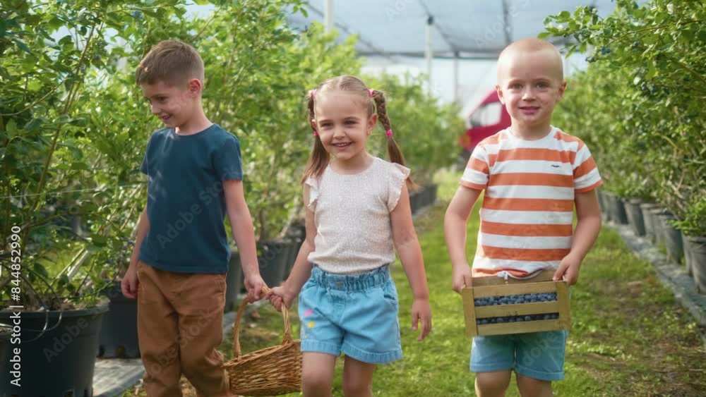 Three smiling cute children two little boys and one little girl walking in the greenhouse carrying freshly picked blueberries on the family organic farm Three smiling cute children two little boys and one little girl walking in the greenhouse carrying freshly picked blueberries on the family organic farm