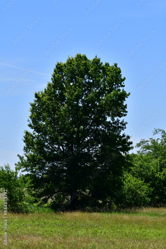 Obraz premium Oak Tree in a Field