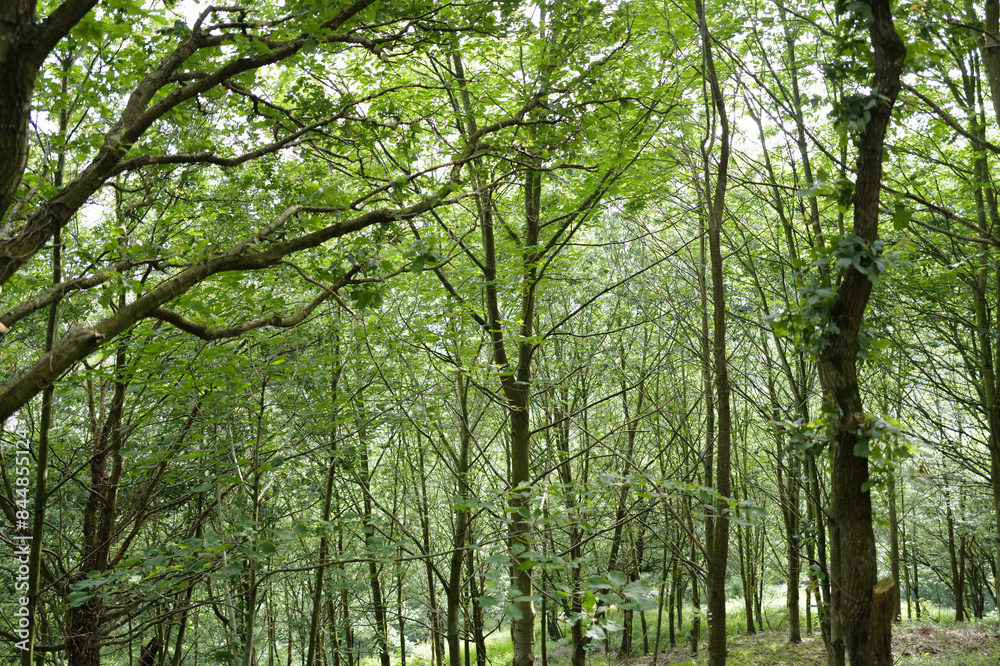 Naklejka premium Trees in the woods