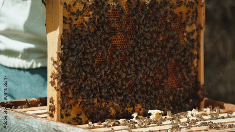Beekeeper is holding up wooden frame with bees to control situation in bee colony. Farmer in protective suit working on bee field. Worker carring out bee Beekeeper is holding up wooden frame with bees to control situation in bee colony. Farmer in protective suit working on bee field. Worker carring out bee