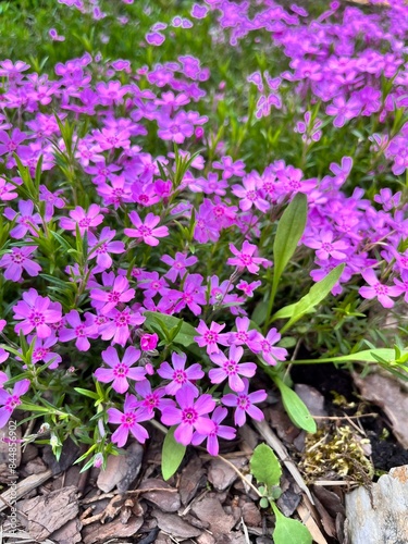 blooming pink creeping Phlox douglasii with many small cute flowers on a flower bed in a summer garden. Moss phlox. Floral background photo