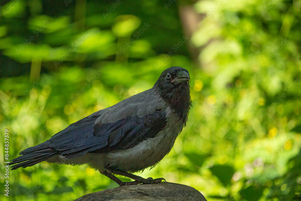 Gray crow (Lat. Corvus cornix) Gray crow (Lat. Corvus cornix)
