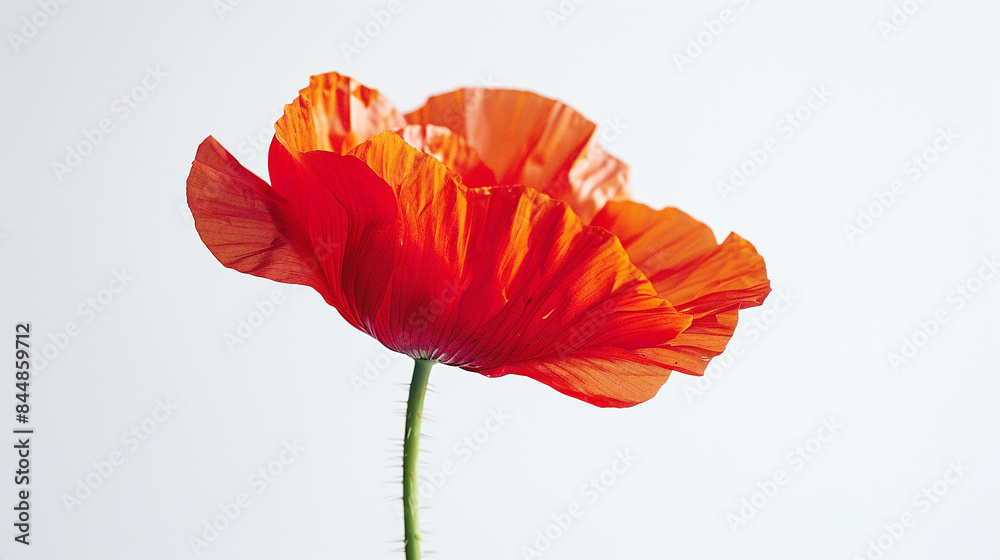 Bright Red Poppy Flower Close-Up with Delicate Petals Against Minimalist Grey Background Bright Red Poppy Flower Close-Up with Delicate Petals Against Minimalist Grey Background