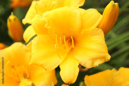 yellow daylillies