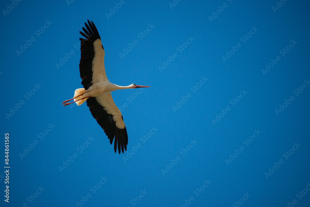 Obraz premium White stork (Ciconia ciconia) flying with spread wings to the right