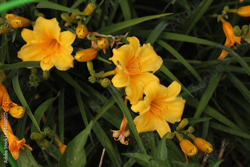 yellow daylillies