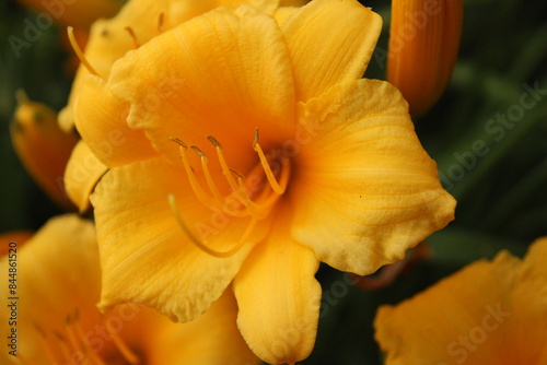 yellow daylillies