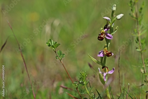 Bienen-Ragwurz (Ophrys apifera) © Schmutzler-Schaub