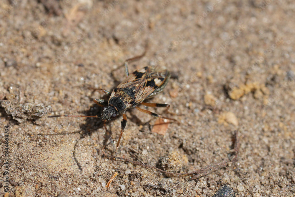 Closeup on a large ground ground bug, Beosus maritimus walking on the ground Closeup on a large ground ground bug, Beosus maritimus walking on the ground