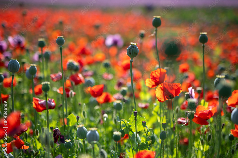 Fototapeta premium Blossom of purple poppy field against blue cloudy sky. Flowering Papaver with unripe seed heads at windy day. Maturing blue poppy flowers with pods in agriculture. Medical plants with straws.