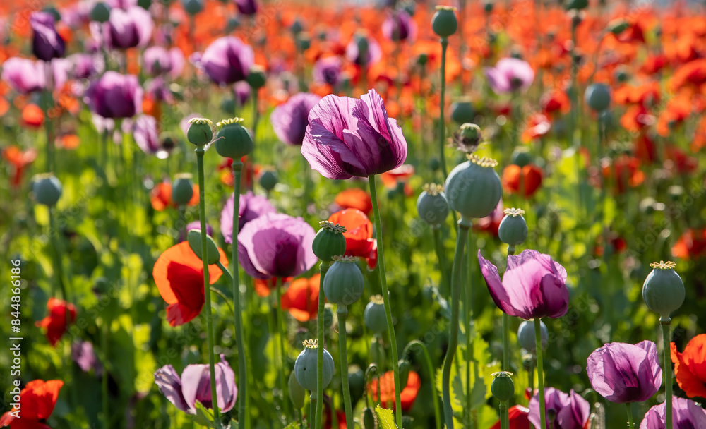 Fototapeta premium Blossom of purple poppy field against blue cloudy sky. Flowering Papaver with unripe seed heads at windy day. Maturing blue poppy flowers with pods in agriculture. Medical plants with straws.