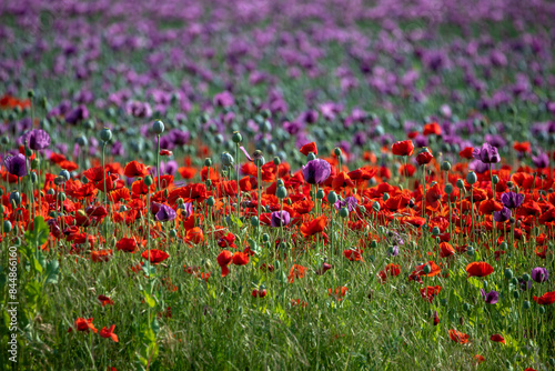Canvas Print poppy-head, poppy, poppies, red poppy, petal, plant, papaver, ripe, opium poppy,