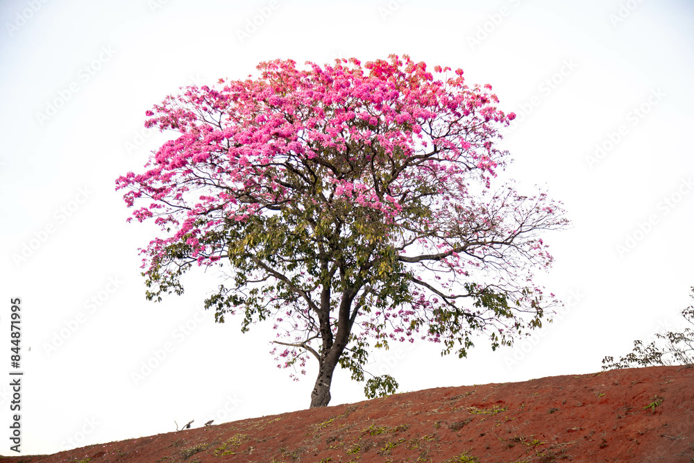 Obraz premium Handroanthus heptaphyllus. Close up of beautiful Pink Trumpet Tree , Tabebuia rosea in full bloom. Ipê rosa,pink ipê.
