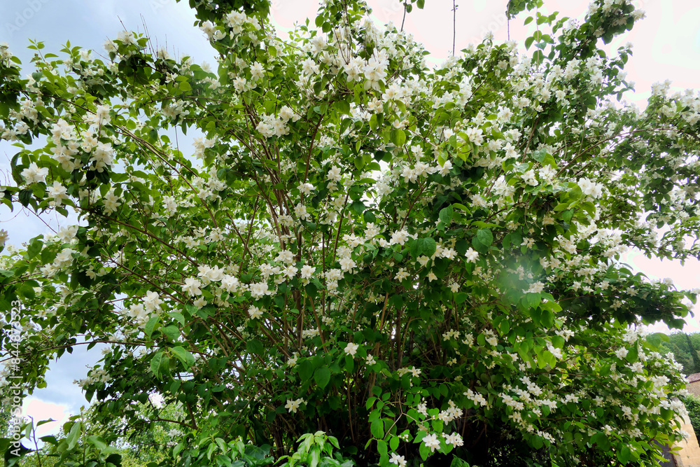 A Mock Orange shrub (Philadelphus coronarius) in full flower
A Mock Orange shrub (Philadelphus coronarius) in full flower