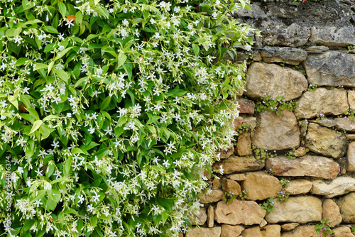 Quadro su tela Star Jasmine shrubs (Trachelospermum jasminoides) in full flower growing over a
