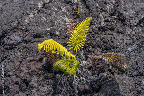 Sadleria cyatheoides, amaumau fern or ʻamaʻu, is a fern species in the family Blechnaceae, Hawaii Volcanoes National Park, July 1974 Lava Flow from Fissure vent photo