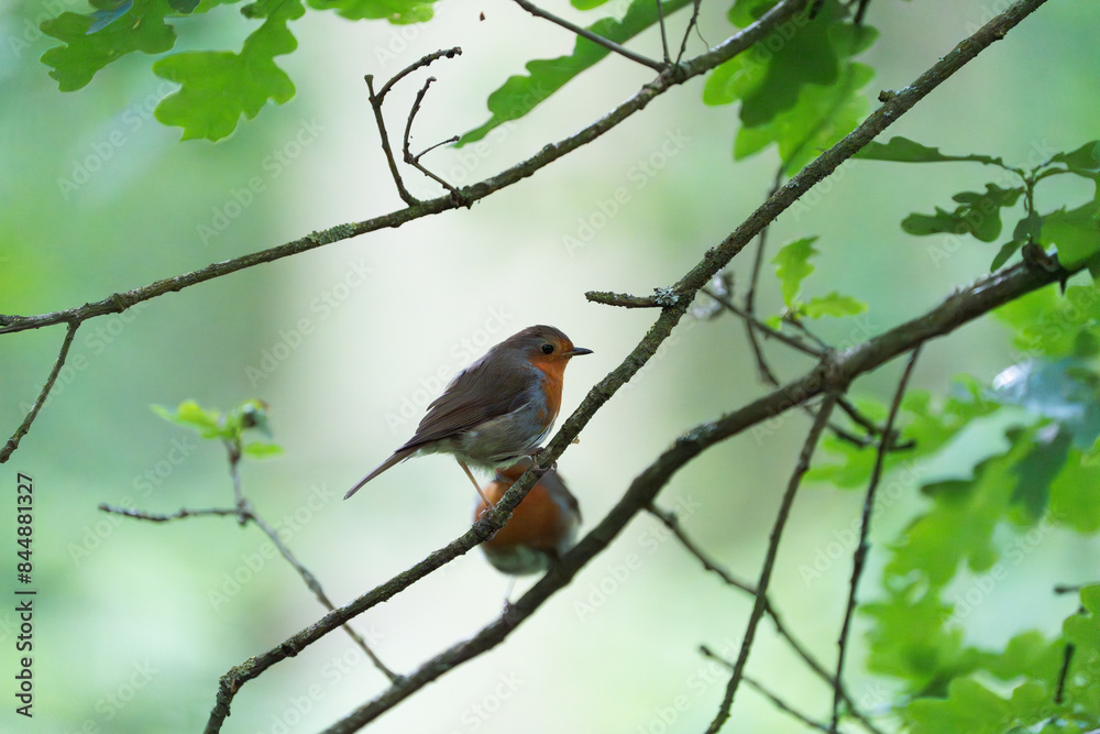 robin on a branch, green background, wildlife, birdwatch robin on a branch, green background, wildlife, birdwatch
